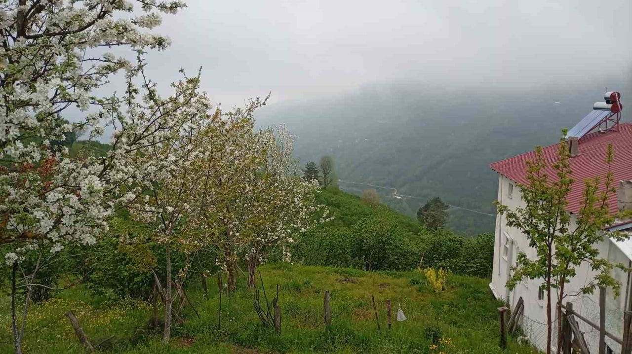 SAKARYA'NIN HENDEK İLÇESİNDE YÜKSEK RAKIMLI BÖLGELERDE BAHARIN GELİŞİ VE ETKİLİ OLAN SİSLE...