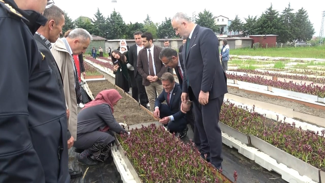 SAMSUN’UN 19 MAYIS İLÇESİNDE BU YIL 4’ÜNCÜSÜ DÜZENLENEN SALEP HASAT ETKİNLİĞİ YOĞUN KATILIMLA...