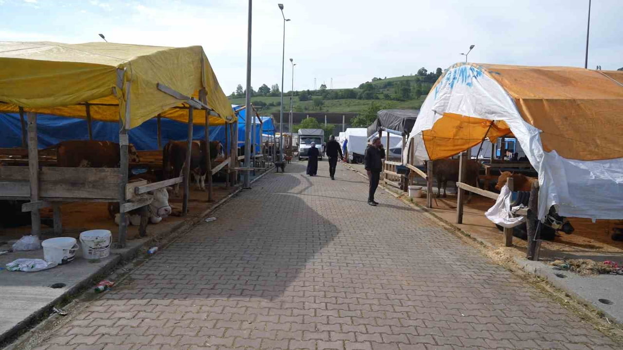 SAMSUN’UN CANİK İLÇESİNDE KURULAN HAYVAN PAZARINDA KURBAN SATICILARI, SATIŞLARIN AREFE GÜNÜ VE...