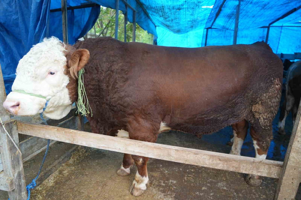 SAMSUN’UN CANİK İLÇESİNDE KURULAN KURBAN PAZARININ GÖZDESİ OLAN 1,3 TON AĞIRLIĞINDAKİ "PAŞA"...