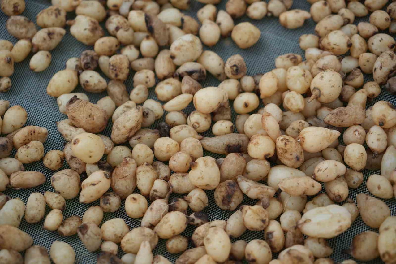 SAMSUN’UN KAVAK İLÇESİNDE "TOPRAKTAN ÇIKAN ALTIN" OLARAK TANIMLANAN SALEBİN HASADI BAŞLADI....