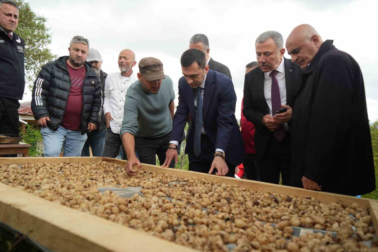 SAMSUN’UN KAVAK İLÇESİNDE "TOPRAKTAN ÇIKAN ALTIN" OLARAK TANIMLANAN SALEBİN HASADI BAŞLADI....