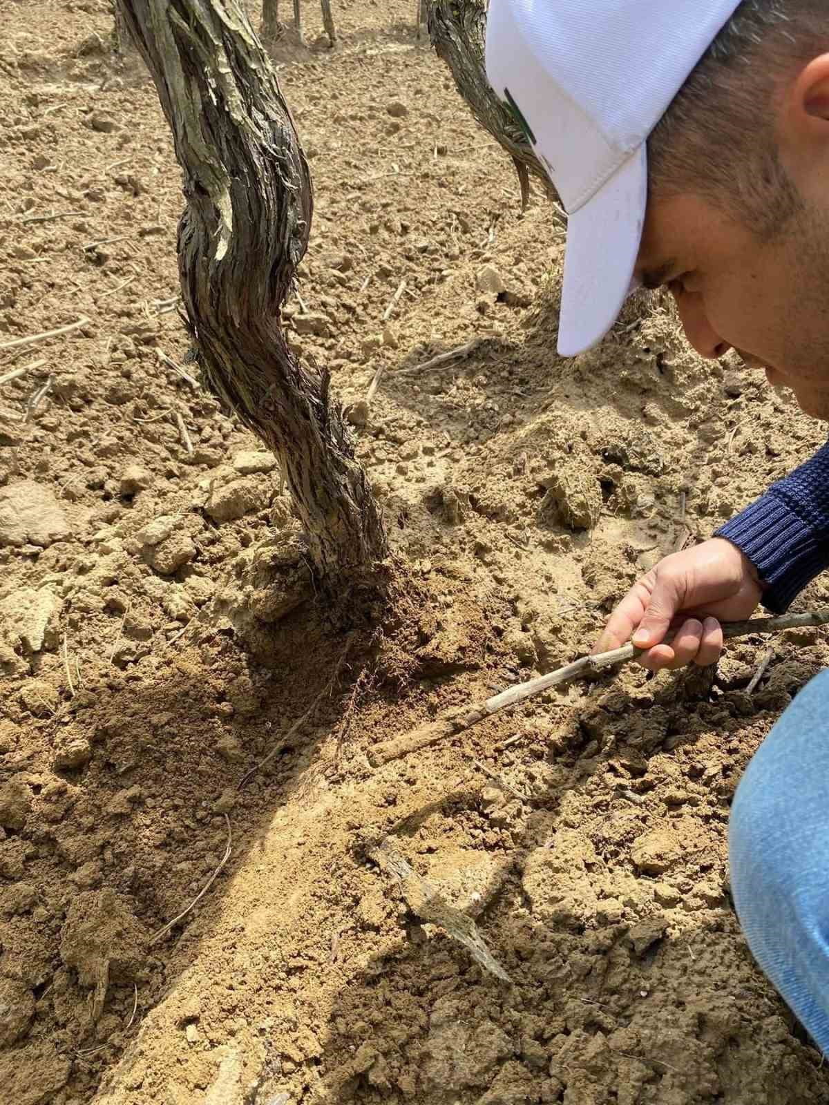 SARIGÖL TARİŞ ÜZÜM KOOPERATİFİ, SON YAĞIŞLARIN ARDINDAN ARTAN SICAKLIKLA BİRLİKTE BAĞLARDA MİLDİYÖ...