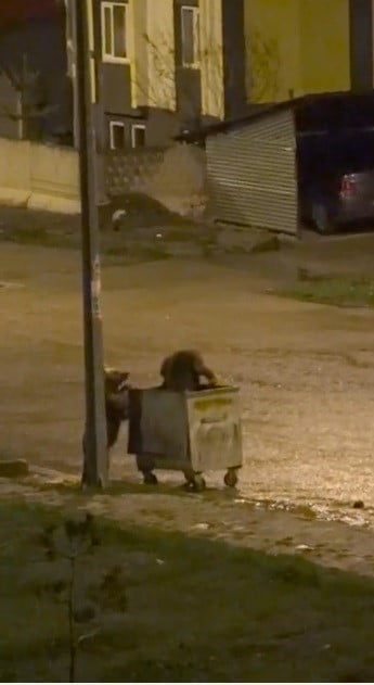 SARIKAMIŞ İLÇESİNDE GECE SAATLERİNDE KENT MERKEZİNE İNEN İKİ BOZ AYI, SERGİLEDİKLERİ DAVRANIŞLARLA...
