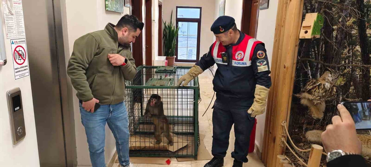 SARIKAYA İLÇESİNDE BULUNAN ‘HİNT ŞEBEĞİ' OLARAK BİLİNEN MAKAK TÜRÜ MAYMUN, ANKARA'DA KORUMA ALTINA...