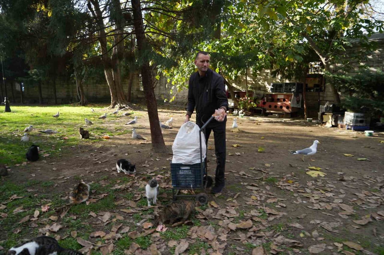 ŞEHRİN SİMGELERİ ARASINDA GÖSTERİLEN KEDİLER, ÖZELLİKLE TARİHİ YARIMADADA CAMİ AVLULARINDA GÜVENLE...