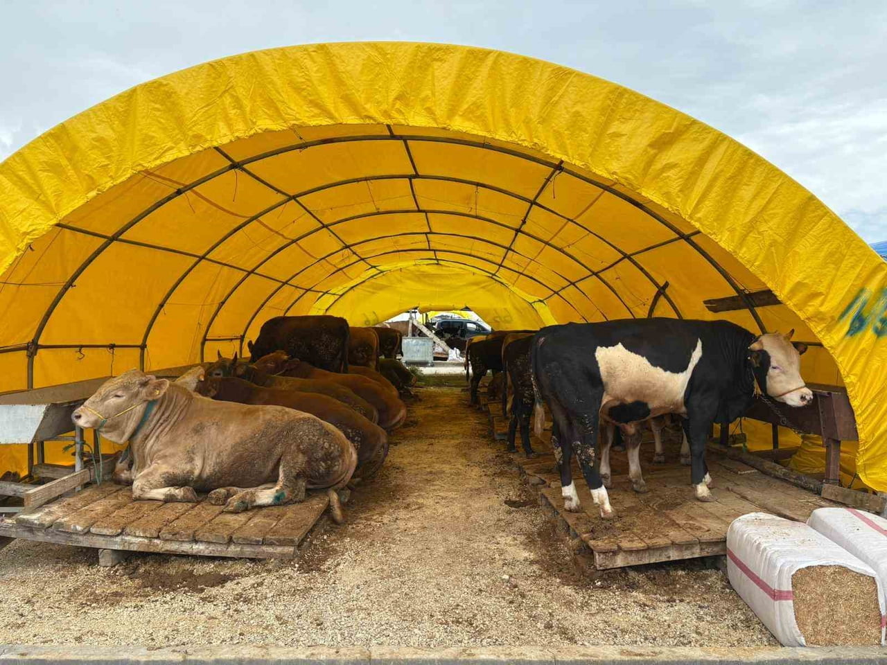 SİNCAN BELEDİYESİ, YENİKENT VE ÇİMŞİT KURBAN PAZARLARINDA DENETİMLERİNE HIZ KESMEDEN DEVAM...