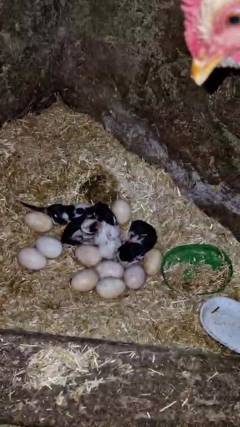 SİNCİK İLÇESİNDE BİR TAVUĞUN YAVRU KEDİLERİ SAHİPLENMESİ GÖRENLERİ HEM ŞAŞIRTTI HEM...