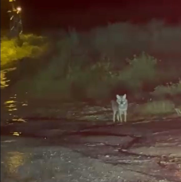 SİNOP'TA YALNIZ BAŞINA GEZEN ÇAKAL, VATANDAŞLAR TARAFINDAN GÖRÜNTÜLENDİ.