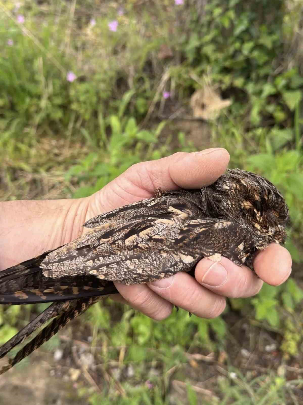 SİNOP'UN ERFELEK İLÇESİNDE YARALI HALDE BULUNAN ÇOBAN ALDATAN KUŞU TEDAVİ ALTINA ALINDI.