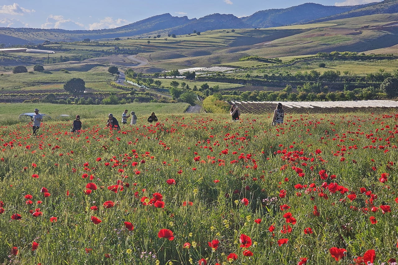 ŞIRNAK'IN GÜÇLÜKONAK İLÇESİNE BAĞLI AKDİZGİN KÖYÜ, BAHARIN GELİŞİYLE BİRLİKTE AÇAN GELİNCİKLERİN...