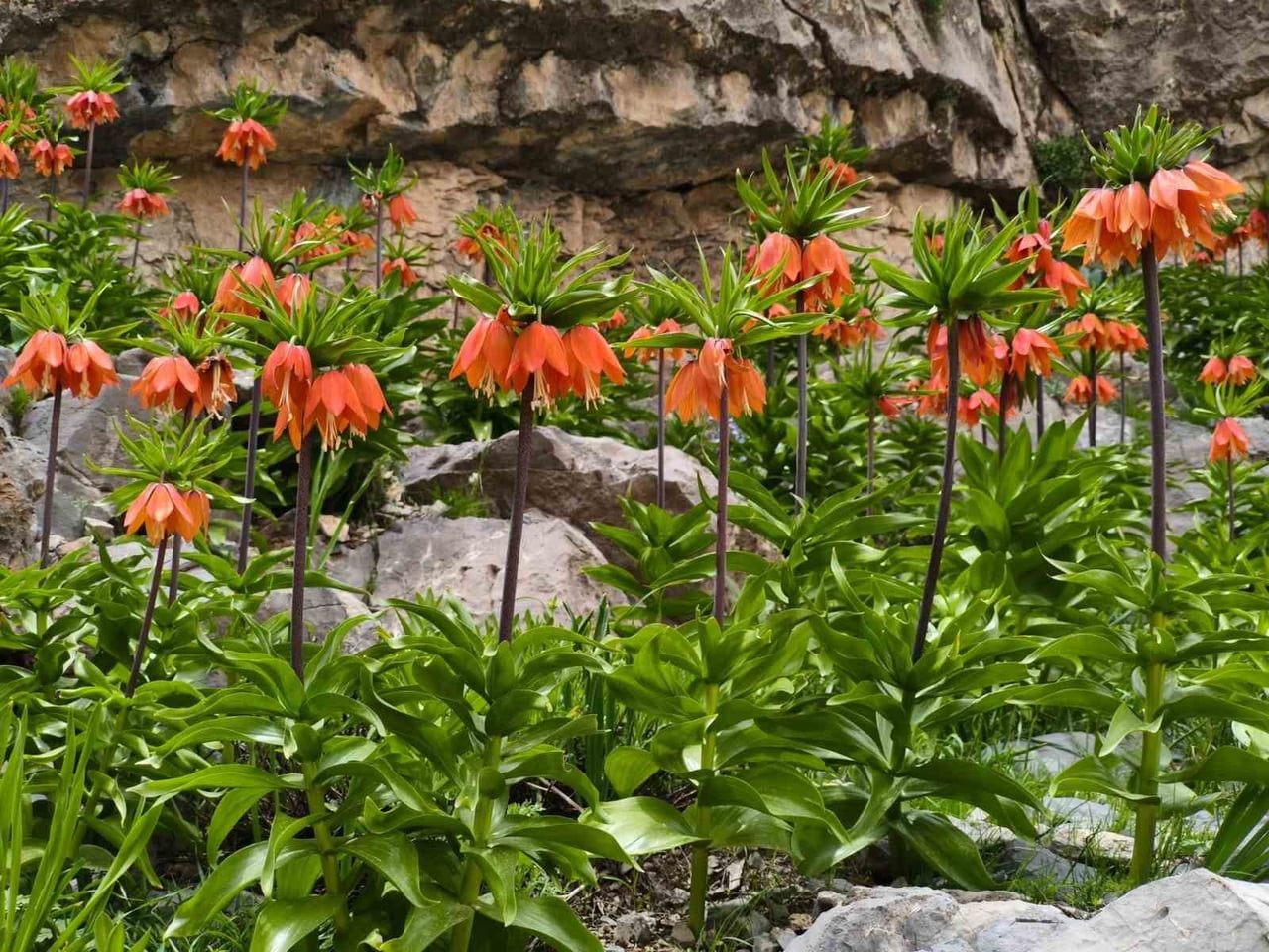 ŞIRNAK'IN YÜKSEK RAKIMLI YAYLALARINDA AÇAN VE HALK ARASINDA "AĞLAYAN GELİN" OLARAK BİLİNEN TERS...