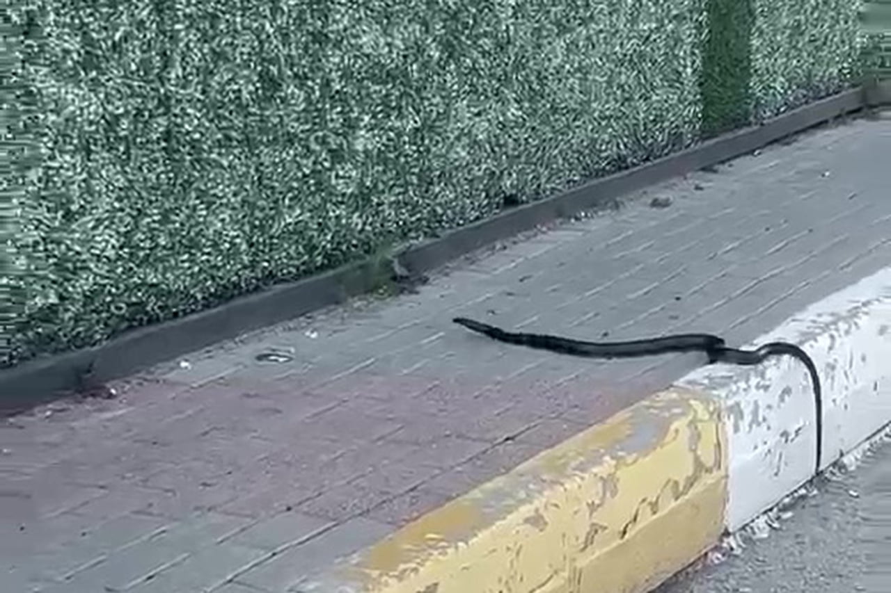 ŞIRNAK'TA KALDIRIMDA YILAN PANİĞİ: O ANLAR KAMERADA