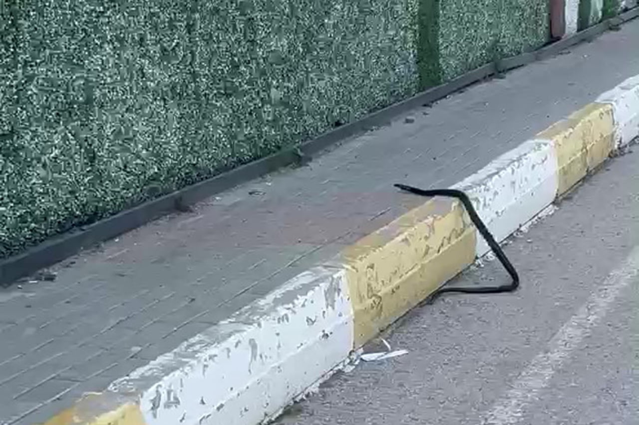 ŞIRNAK'TA KALDIRIMDA YILAN PANİĞİ: O ANLAR KAMERADA