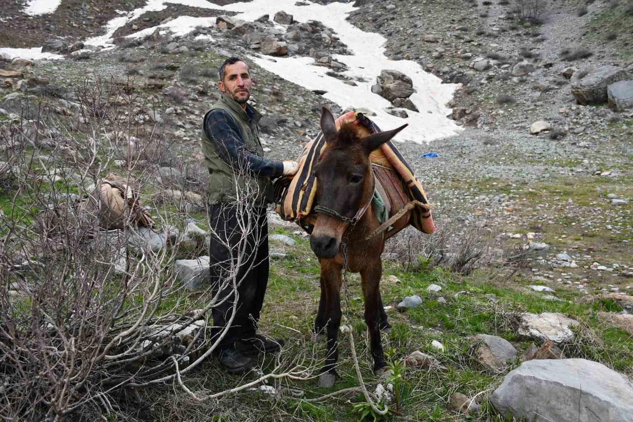 ŞIRNAK'TA PANCAR TOPLAMAK İÇİN DAĞA ÇIKANLAR GÜNLERDİR ŞİFALI OTLAR TOPLUYOR. 2 BİN RAKIMDA KARLI...