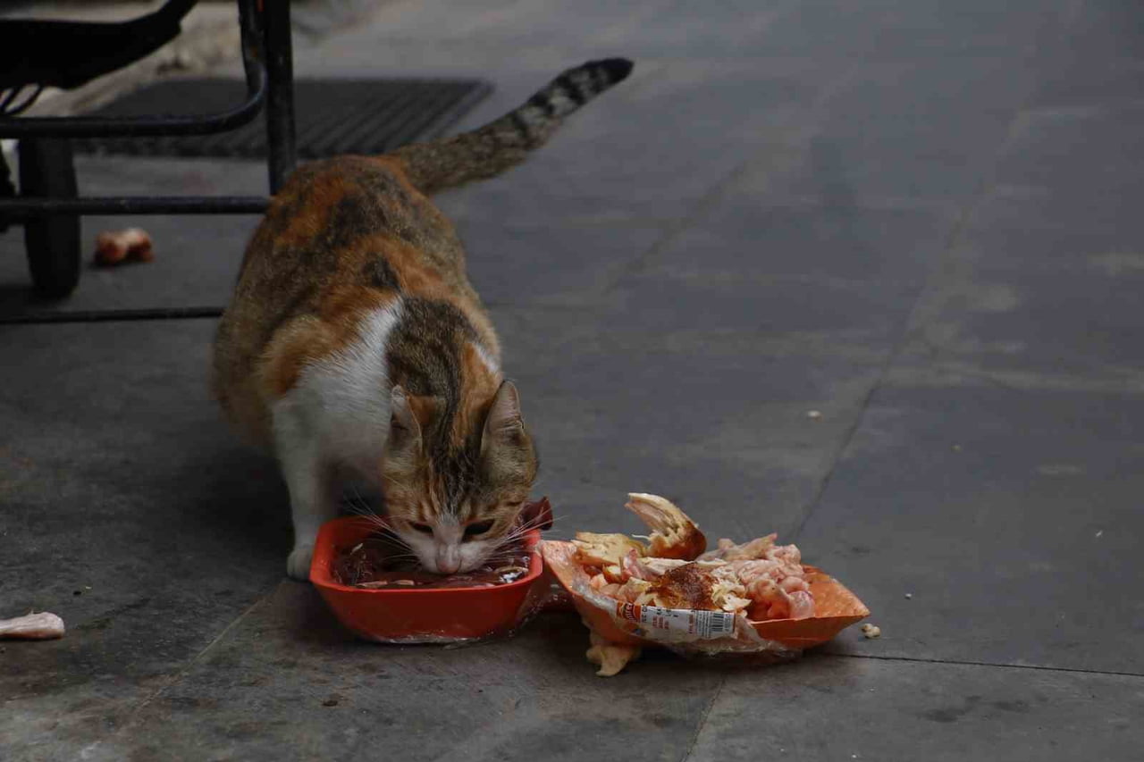 SİVAS’TA ANNE KEDİNİN ÖLEN YAVRUSUYLA İLGİLENDİĞİ ANLAR CEP TELEFONU KAMERASINA YANSIDI. ANNE...