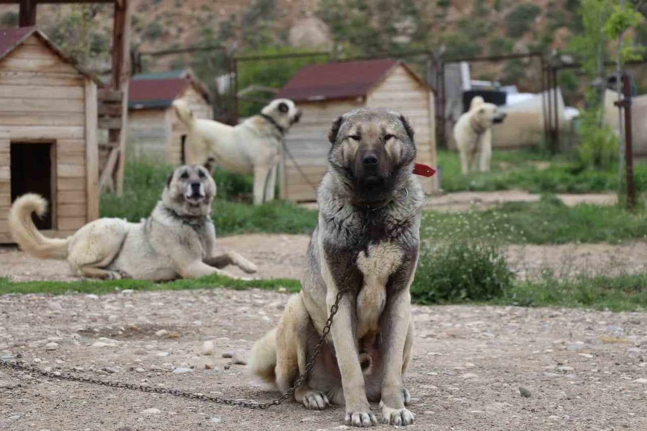 SİVAS’TA HAVA SICAKLIKLARININ BİR GÜN SICAK BİR GÜN SOĞUK SEYRETMESİ DÜNYACA ÜNLÜ KANGAL...