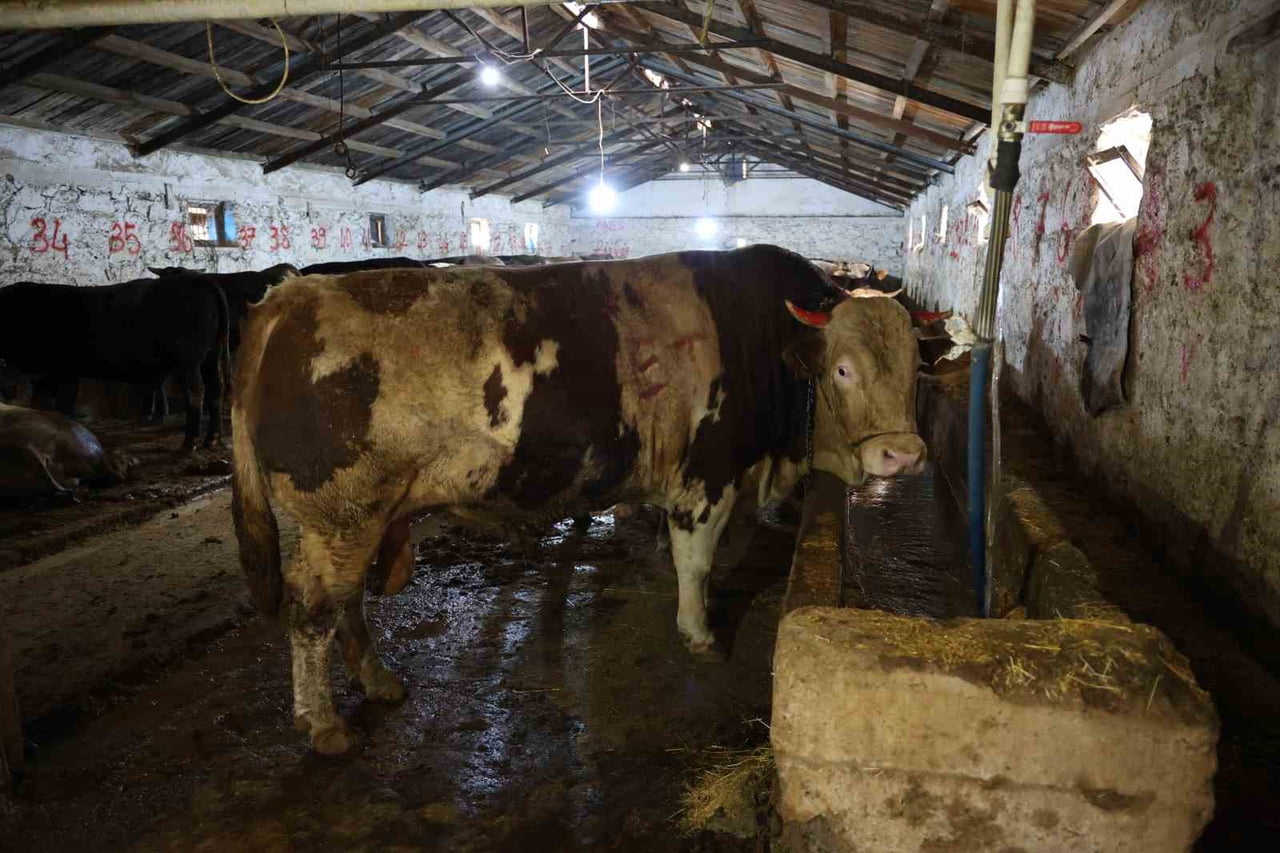 SİVAS’TA HEYBETİYLE DİKKAT ÇEKEN 1 TONLUK TOSUN, 500 BİN TL’LİK FİYATIYLA ALICISINI...