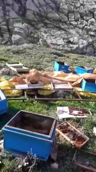 SİVAS’TA KIŞ UYKUSUNDAN UYANAN BİR AYI, ARI KOVANLARINA SALDIRDI. YAKLAŞIK 20 KOVANI PARÇALAYAN...