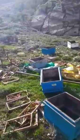 SİVAS’TA KIŞ UYKUSUNDAN UYANAN BİR AYI, ARI KOVANLARINA SALDIRDI. YAKLAŞIK 20 KOVANI PARÇALAYAN...