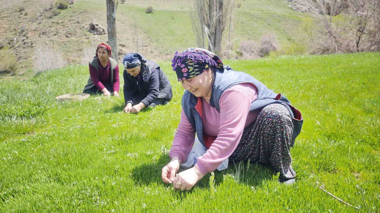 SİVAS’TA ŞİİRLERE TÜRKÜLERE KONU OLAN MADIMAK SEZONU AÇILDI, KADINLARIN BİN BİR ZAHMETLE TOPLAYIN...