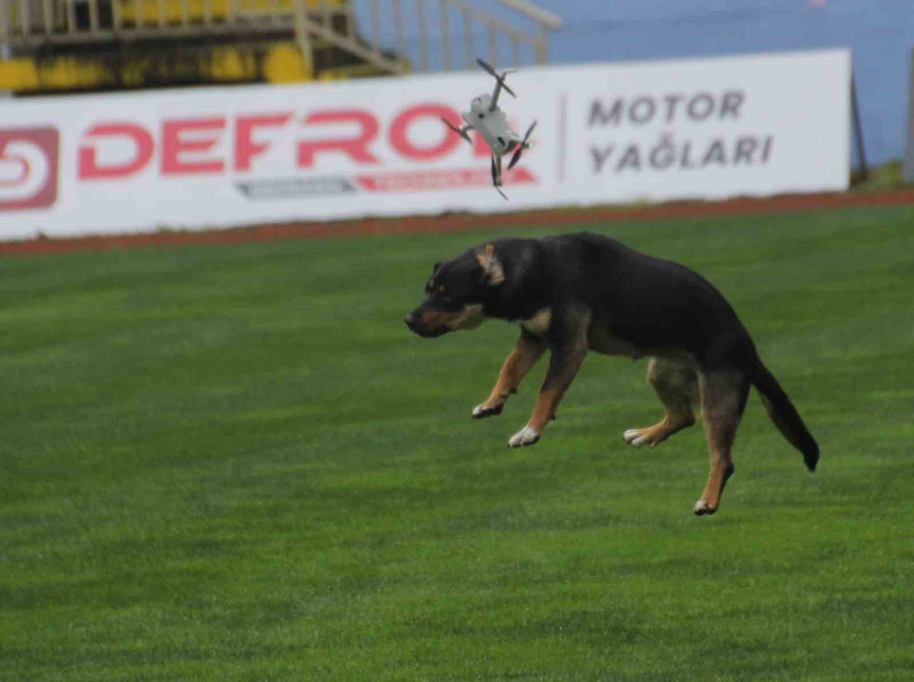 STADA GİREN BAŞIBOŞ KÖPEK, DRONU DÜŞÜRDÜ