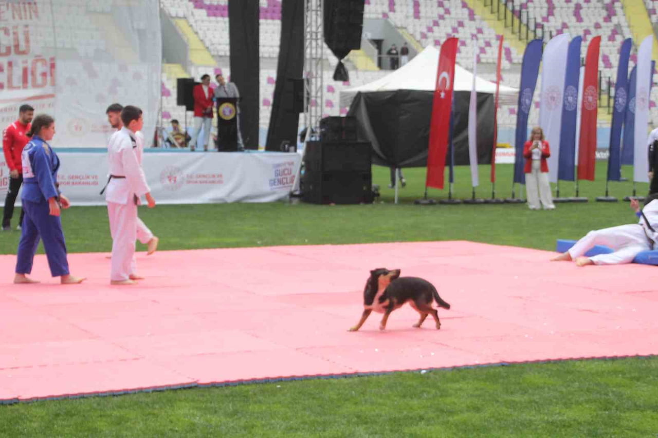 STADA GİREN BAŞIBOŞ KÖPEK, DRONU DÜŞÜRDÜ