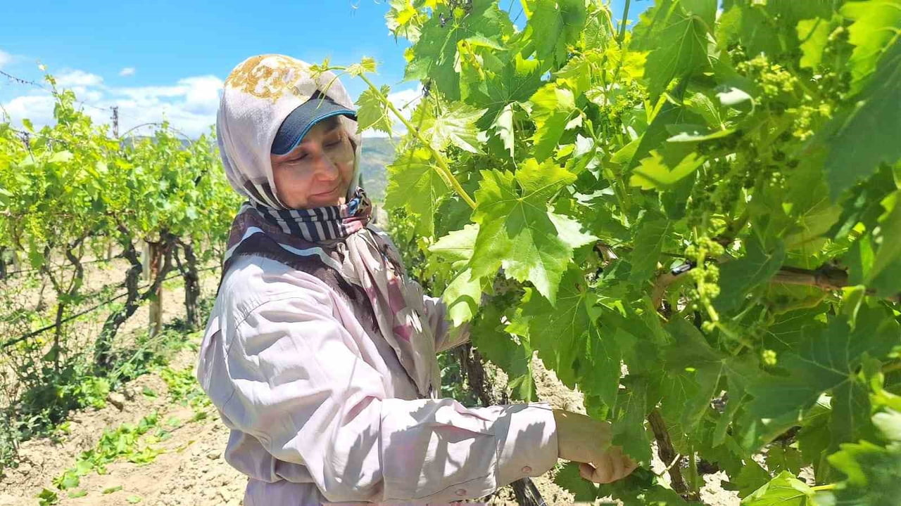 SULTANİYE ÜZÜMÜNÜN MERKEZİ SARIGÖL’DE ÜRETİCİLER, KURBAN BAYRAMI ÖNCESİ BAĞLARDA İLAÇLAMA, ARALAMA...