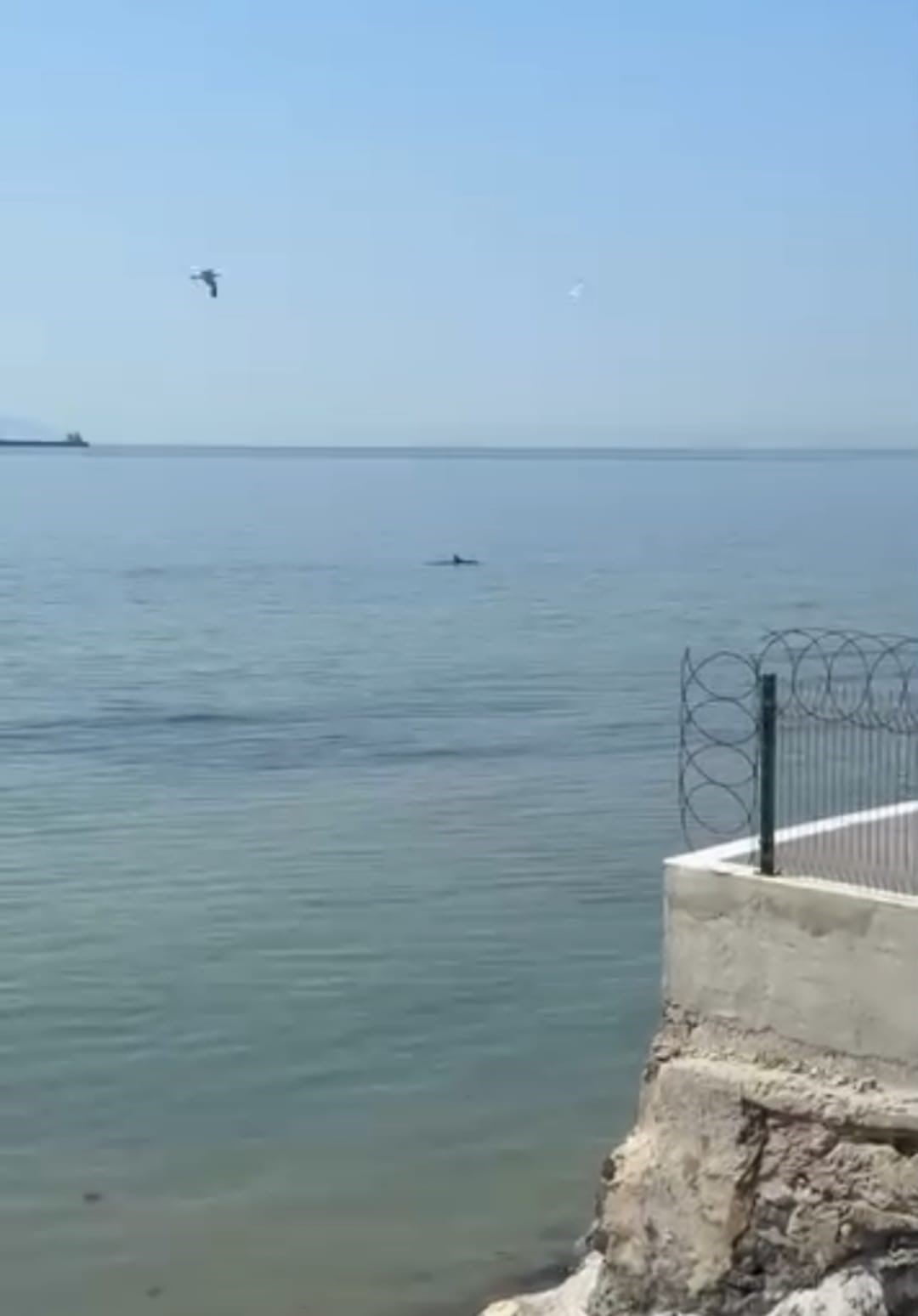 TEKİRDAĞ'IN SÜLEYMANPAŞA İLÇESİNE BAĞLI ALKAYA SAHİLİ AÇIKLARINDA ORTAYA ÇIKAN YUNUSLAR, CEP...