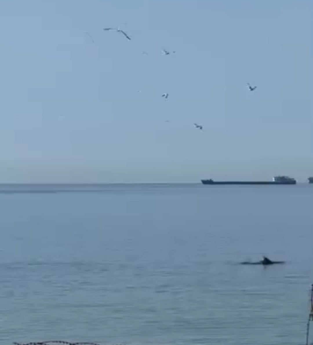 TEKİRDAĞ'IN SÜLEYMANPAŞA İLÇESİNE BAĞLI ALKAYA SAHİLİ AÇIKLARINDA ORTAYA ÇIKAN YUNUSLAR, CEP...