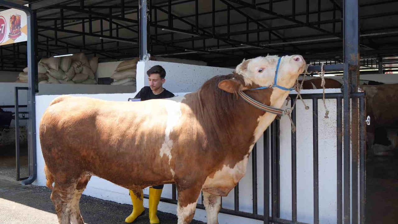 TONLUK DEVELER VE DANALAR BAŞKENT’TE GÖRÜCÜYE ÇIKTI