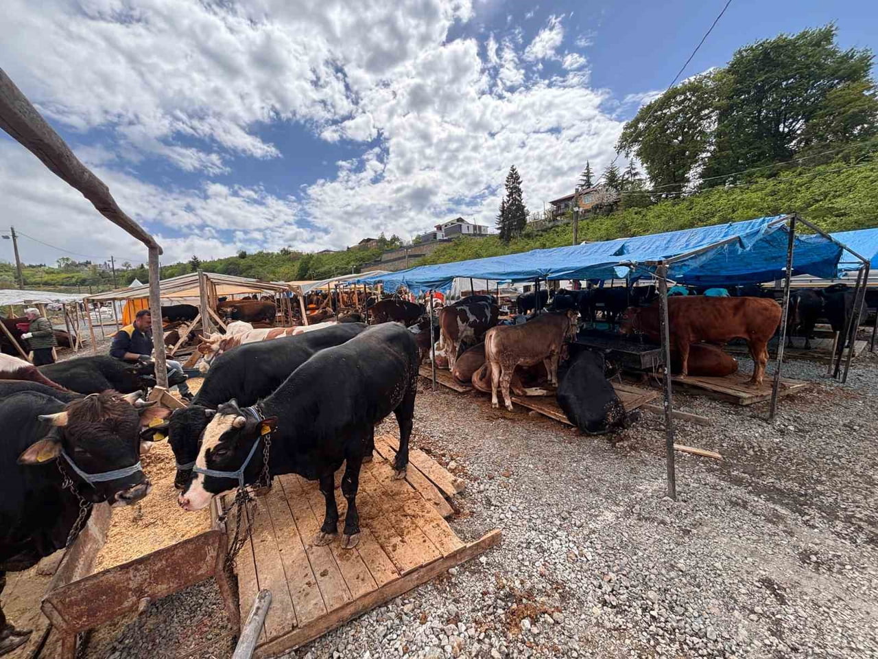 TRABZON'DA HER YIL AKOLUK MEVKİİNDE KURULAN KURBAN PAZARI, BU YIL 2 NO'LU BOSTANCI MAHALLESİ'NDE...