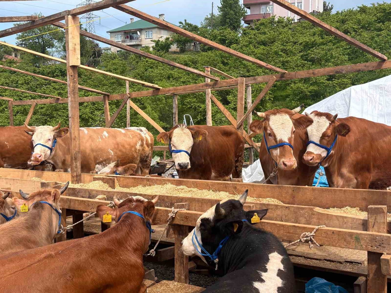 TRABZON'DA HER YIL AKOLUK MEVKİİNDE KURULAN KURBAN PAZARI, BU YIL 2 NO'LU BOSTANCI MAHALLESİ'NDE...