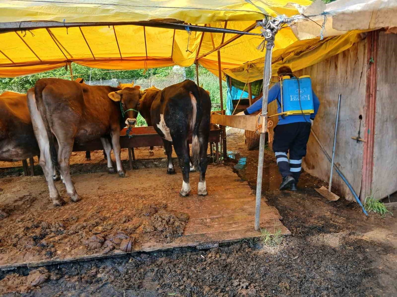 TRABZON BÜYÜKŞEHİR BELEDİYESİ, KURBAN BAYRAMI ÖNCESİ KURBAN SATIŞ VE KESİM ALANLARINDA HİJYEN...