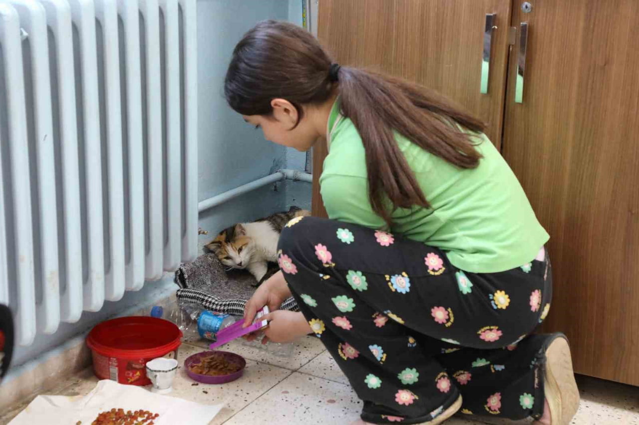 TUNCELİ’DE BİR İLKOKUL SINIFINDA DOĞUM YAPAN SOKAK KEDİSİ VE YAVRULARI, ÖĞRENCİLERİN SEVGİ ODAĞI...