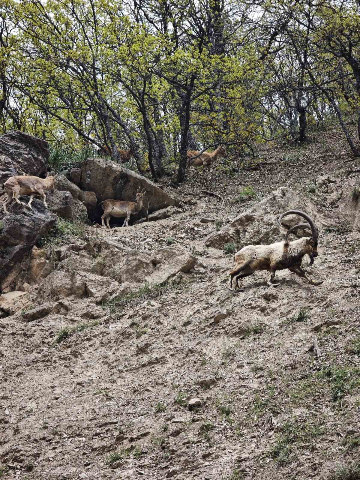 TUNCELİ’DE MUNZUR VADİSİ MİLLİ PARKI İLE KIRK MERDİVEN VADİSİ’NDE GÖRÜNTÜLENEN DAĞ KEÇİLERİ...