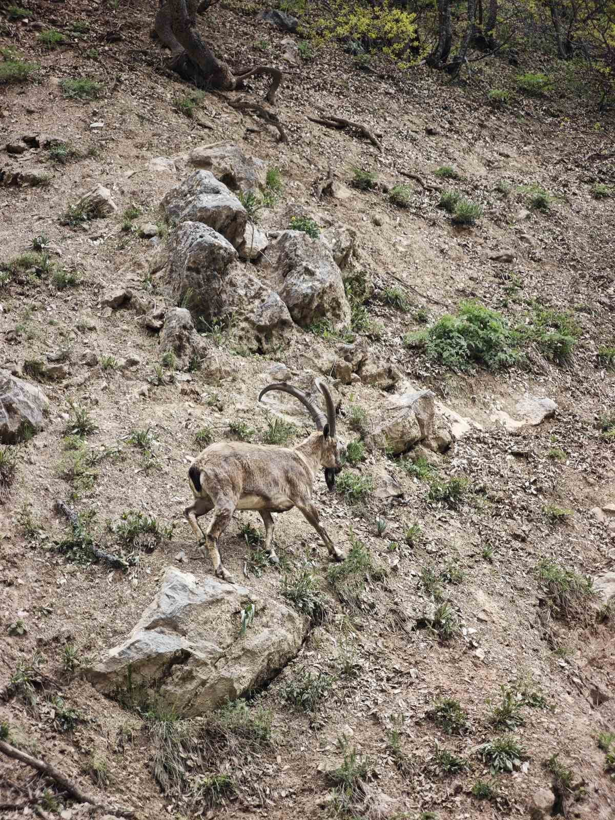 TUNCELİ’DE MUNZUR VADİSİ MİLLİ PARKI İLE KIRK MERDİVEN VADİSİ’NDE GÖRÜNTÜLENEN DAĞ KEÇİLERİ...