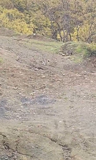 TUNCELİ’NİN PÜLÜMÜR İLÇESİNDE NESLİ KORUMA ALTINDA BULUNAN VAŞAK GÖRÜNTÜLENDİ.