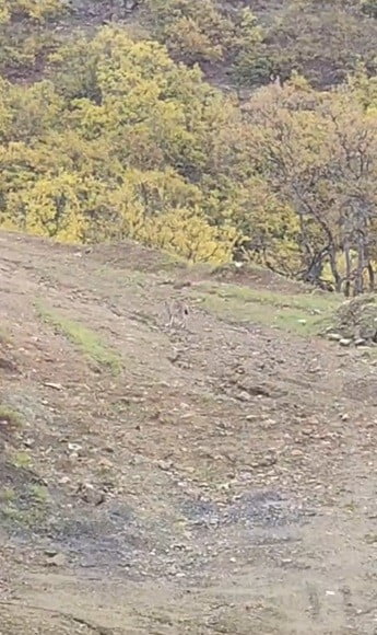 TUNCELİ’NİN PÜLÜMÜR İLÇESİNDE NESLİ KORUMA ALTINDA BULUNAN VAŞAK GÖRÜNTÜLENDİ.