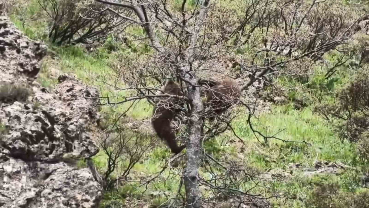 TUNCELİ’NİN PÜLÜMÜR İLÇESİNDE YAVRU AYILARIN MEŞE AĞACINA TIRMANARAK OYUN OYNAMALARI KAMERALARA...