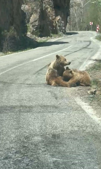TUNCELİ-OVACIK KARAYOLU MUNZUR VADİSİ MİLLİ PARKI GÜZERGAHINDA ANNE AYI YAVRUSUNU YOLDA EMZİRİRKEN...