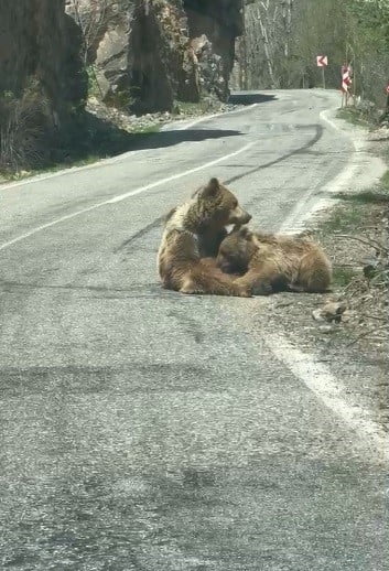 TUNCELİ-OVACIK KARAYOLU MUNZUR VADİSİ MİLLİ PARKI GÜZERGAHINDA ANNE AYI YAVRUSUNU YOLDA EMZİRİRKEN...