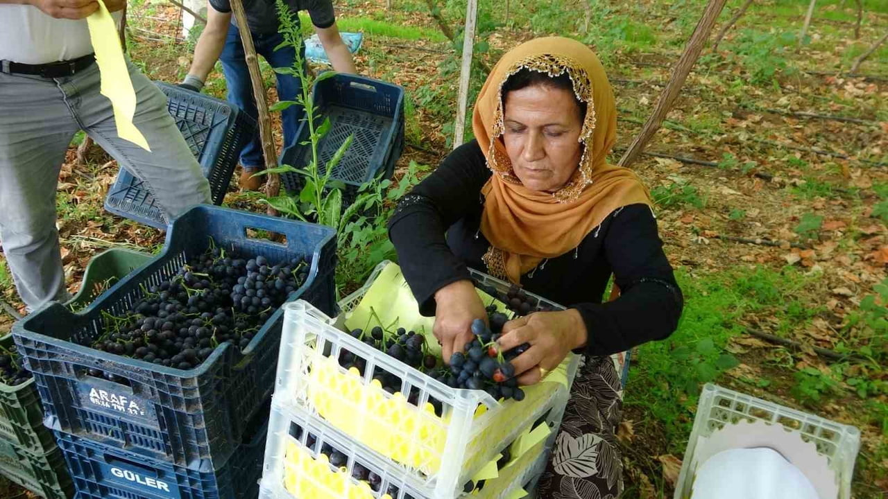 TÜRKİYE'DE TURFANDA MEYVE ÜRETİMİNDE DİKKAT ÇEKEN MERSİN'İN ERDEMLİ İLÇESİNDE BEYAZ ÜZÜM HASADI...