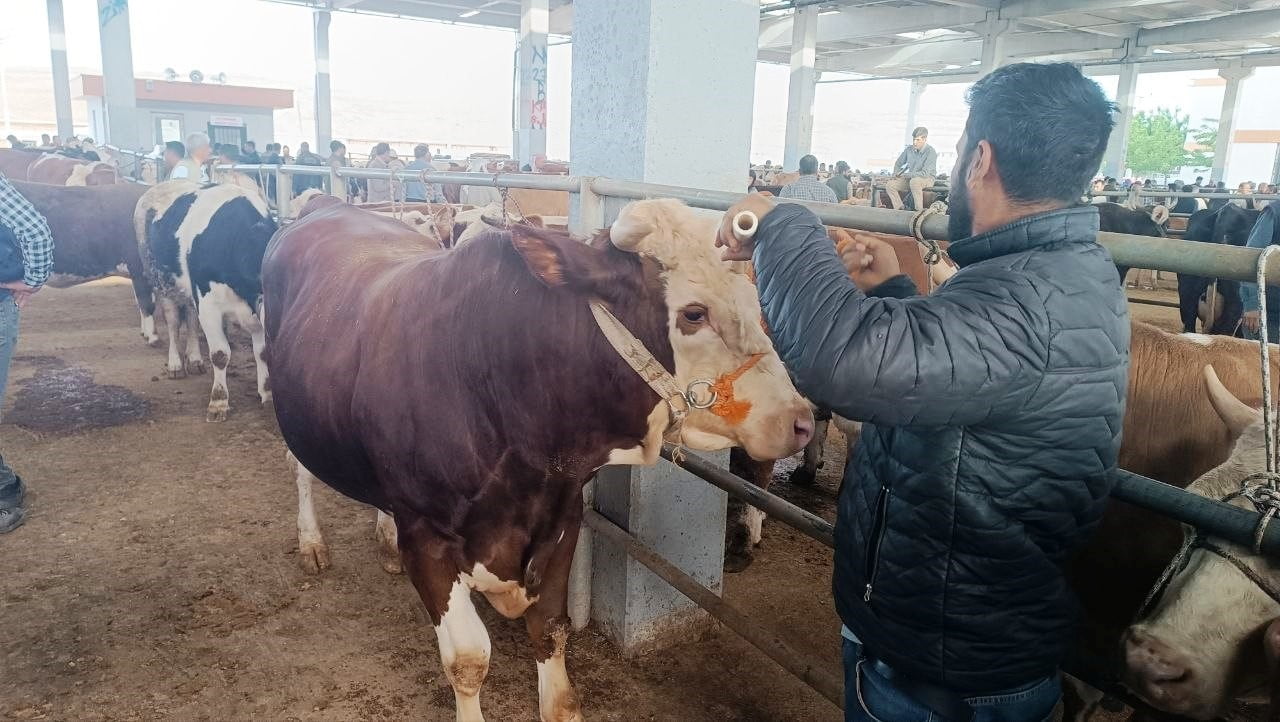 TÜRKİYE'NİN EN BÜYÜK HAYVAN PAZARLARI ARASINDA YER ALAN ŞANLIURFA'DAKİ PAZARDA KURBANLIK YOĞUNLUĞU...