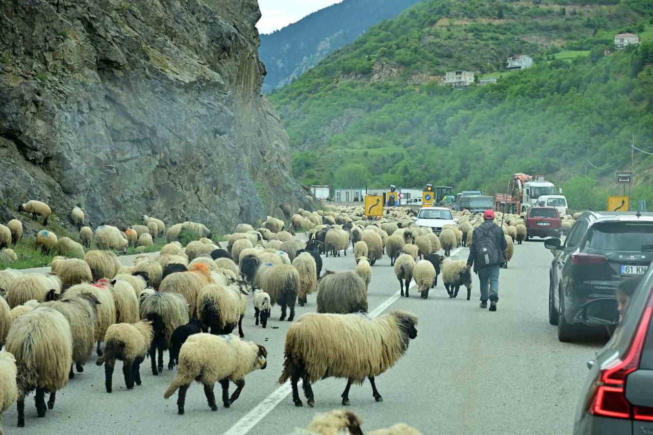 TÜRKİYE'NİN EN FAZLA YAYLAYA SAHİP ŞEHRİ GÜMÜŞHANE'DE, HAVALARIN ISINMASIYLA BİRLİKTE KOYUN...