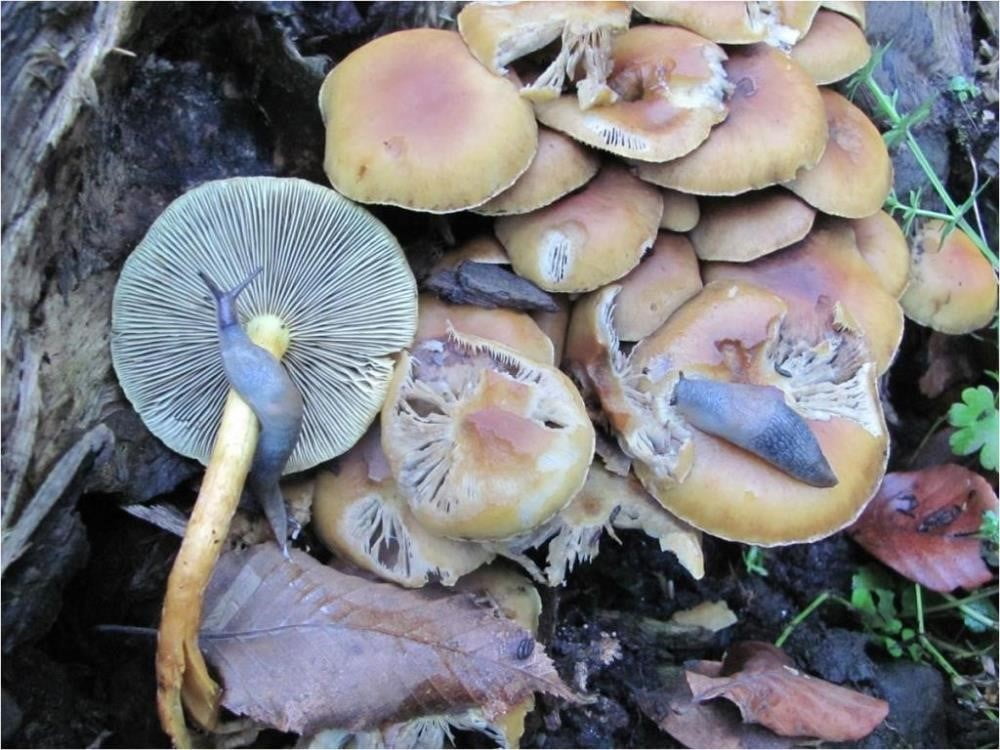 TÜRKİYE, İKLİM YAPISI VE BİTKİ ÖRTÜSÜ NEDENİYLE YABANİ MANTARLARIN YETİŞMESİ AÇISINDAN OLDUKÇA...