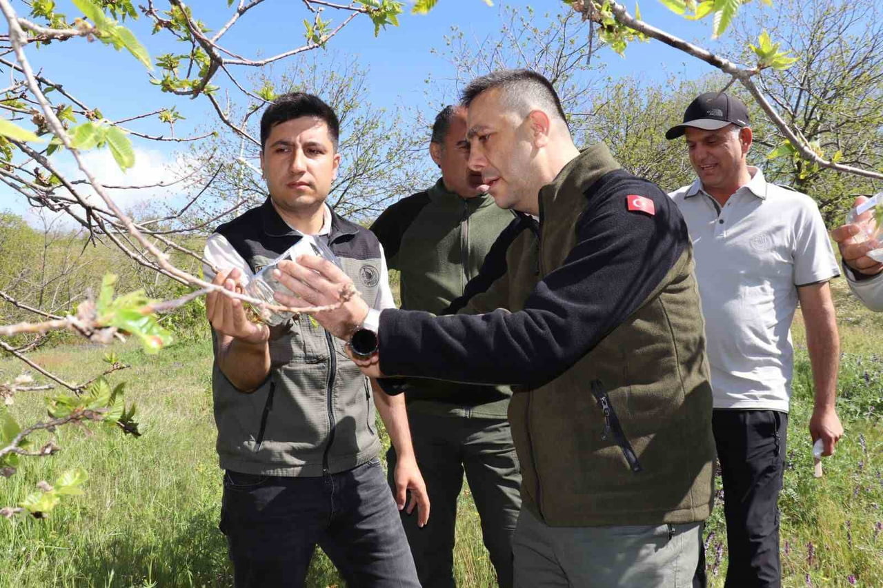 TÜRKİYE’NİN ÖNEMLİ KESTANE ÜRETİM MERKEZLERİNDEN AYDIN’DA, KESTANE AĞAÇLARINA ZARAR VEREN KESTANE...