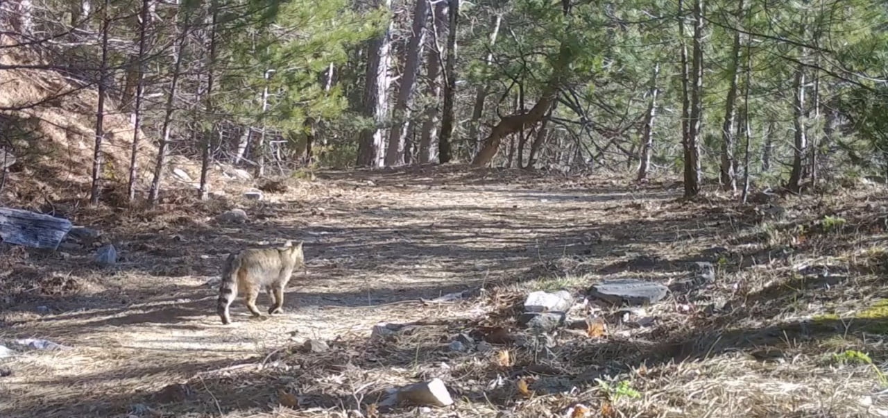 ULUDAĞ'DA YABAN KEDİSİ FOTOKAPANA TAKILDI!