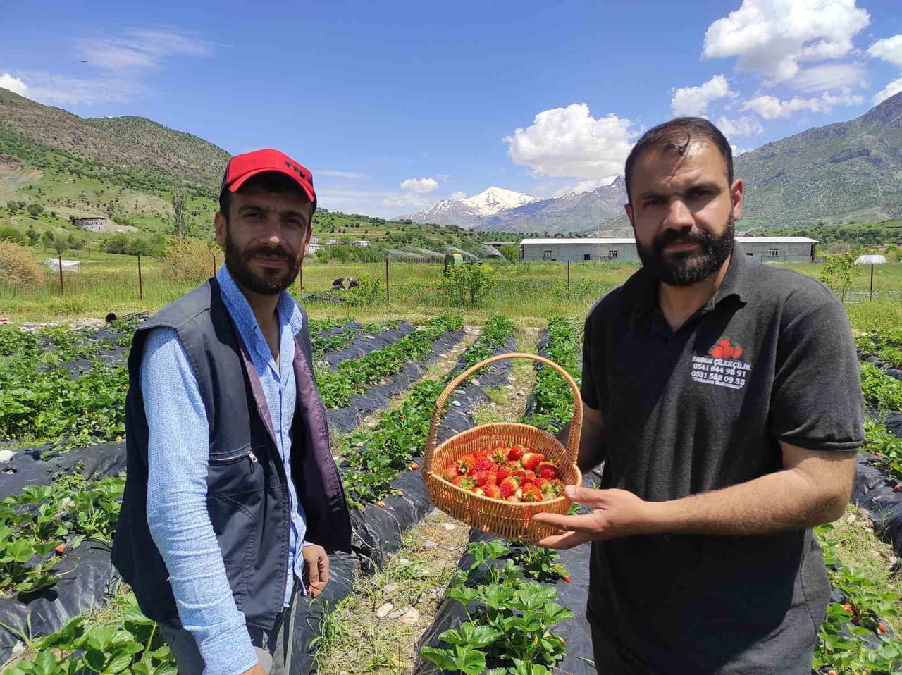 ÜRETİCİLERDEN KUTBETTİN ERDEM (SAĞDA) BU YIL YAĞIŞLARIN FAZLA OLMASI NEDENİYLE HASADIN BİR MİKTAR...