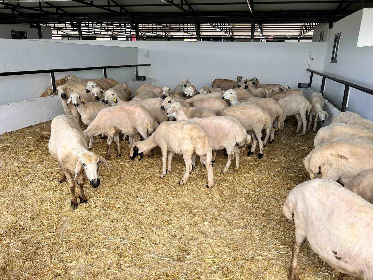 YAKLAŞAN KURBAN BAYRAMI ÖNCESİNDE ÇEŞİTLİ İLLERDEN ANKARA’NIN PURSAKLAR İLÇESİNDE KURULAN HAYVAN...